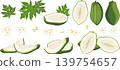 green papaya unripe fruit vector illustration collection 139754657