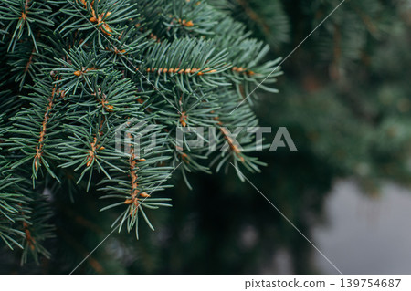 Branches of a spruce or fir-tree. Christmas wallpaper or postcard concept. Close up. Branches of a spruce or fir-tree. Christmas wallpaper or postcard concept. Close up. 139754687