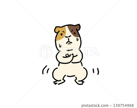 一隻豚鼠正在使出渾身解數做深蹲。 一隻豚鼠正在使出渾身解數做深蹲。 139754988