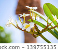 White Plumeria Flowers in Tropical Garden, Spa and Wellness Background 139755135