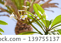 White Plumeria Flowers in Tropical Garden, Spa and Wellness Background 139755137