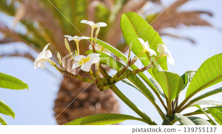 White Plumeria Flowers in Tropical Garden, Spa and Wellness Background White Plumeria Flowers in Tropical Garden, Spa and Wellness Background 139755137