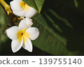 White Plumeria Flowers in Tropical Garden, Spa and Wellness Background 139755140