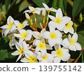 White Plumeria Flowers in Tropical Garden, Spa and Wellness Background 139755142