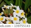 White Plumeria Flowers in Tropical Garden, Spa and Wellness Background 139755143
