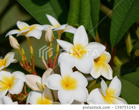 White Plumeria Flowers in Tropical Garden, Spa and Wellness Background 139755143