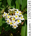 White Plumeria Flowers in Tropical Garden, Spa and Wellness Background 139755145