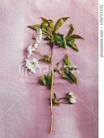 Blooming cherry branch on textured pink paper background. spring floral composition with white flowers and green leaves. elegant botanical flat lay for romantic greeting cards and beauty branding. Blooming cherry branch on textured pink paper background. spring floral composition with white flowers and green leaves. elegant botanical flat lay for romantic greeting cards and beauty branding. 139755332
