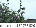 A flower blooming towards the sky 139755626