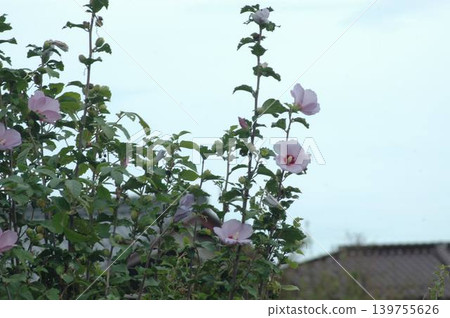A flower blooming towards the sky 139755626