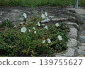  White flower 139755627