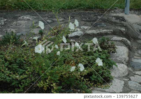  White flower 139755627