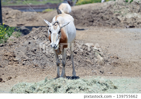Grass-eating scimitar oryx Grass-eating scimitar oryx 139755662