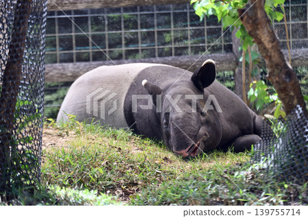 Relaxing Malayan Tapir Relaxing Malayan Tapir 139755714
