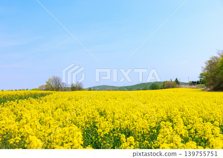 油菜田和藍藍的天空 油菜田和藍藍的天空 139755751