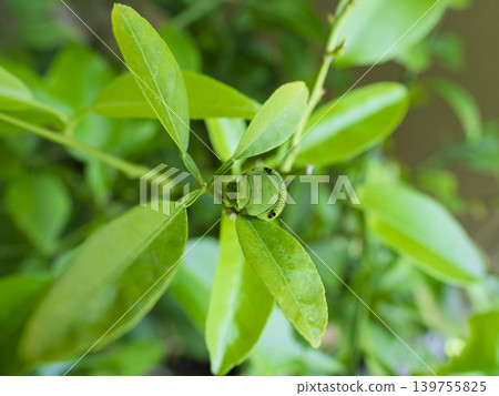 Adorable swallowtail butterfly final instar larva 139755825