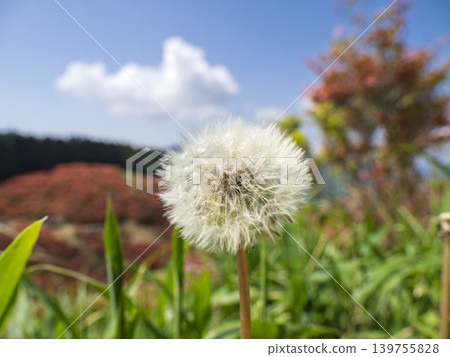 The fluffy dandelion fluff awaits the early summer breeze. The fluffy dandelion fluff awaits the early summer breeze. 139755828
