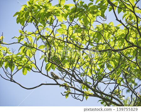 The song of the Japanese bush warbler echoes through the lush green treetops. The song of the Japanese bush warbler echoes through the lush green treetops. 139755829