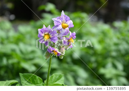 Potato flowers 139755895