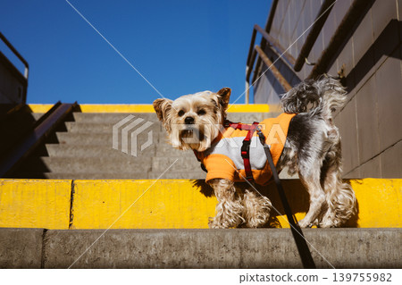 Small Yorkshire Terrier standing on concrete stairs with a yellow safety edge. The dog is wearing an orange and grey fleece vest with a red harness, looking at the camera against a clear blue sky. Small Yorkshire Terrier standing on concrete stairs with a yellow safety edge. The dog is wearing an orange and grey fleece vest with a red harness, looking at the camera against a clear blue sky. 139755982