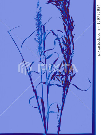 Abstract blue botanical scan with wild grasses and translucent plant textures. Minimal experimental nature art, cyanotype aesthetic and futuristic organic composition with copy space. Fine art nature. Abstract blue botanical scan with wild grasses and translucent plant textures. Minimal experimental nature art, cyanotype aesthetic and futuristic organic composition with copy space. Fine art nature. 139755984