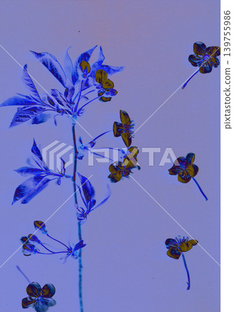 Abstract blue botanical scan of cherry blossom branch with floating flowers. Minimal floral composition, cyanotype inspired aesthetic and futuristic spring nature background with copy space. Abstract blue botanical scan of cherry blossom branch with floating flowers. Minimal floral composition, cyanotype inspired aesthetic and futuristic spring nature background with copy space. 139755986
