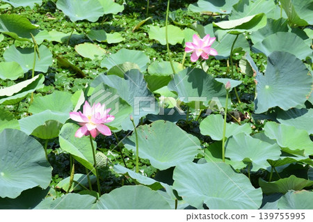 蓮花沼澤拉姆薩爾公約註冊地點 蓮花沼澤拉姆薩爾公約註冊地點 139755995