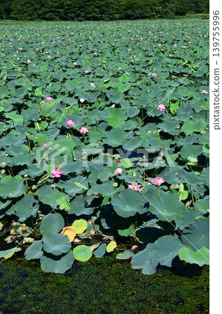 Lotus Swamp Ramsar Convention Site Lotus Swamp Ramsar Convention Site 139755996