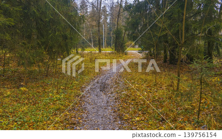 Quiet forest path. Gentle winding pathway leading through shadowed woods lined with tall pine trees 139756154