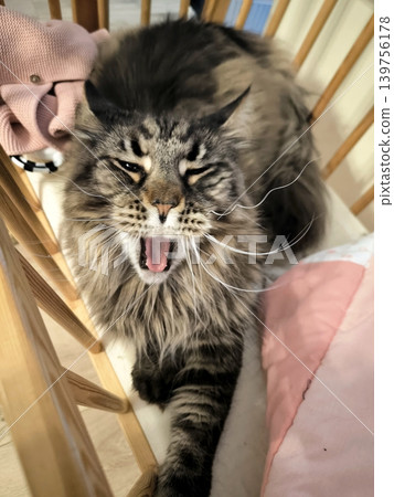 A fluffy Maine Coon lies in a baby crib and yawns. A fluffy Maine Coon lies in a baby crib and yawns. 139756178