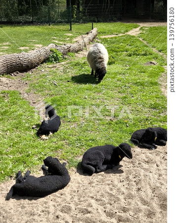 On a sunny day, several small black lambs are sleeping on a sandy patch of a farm pen. On a sunny day, several small black lambs are sleeping on a sandy patch of a farm pen. 139756180