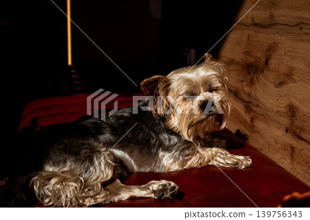 Cute small dog resting on a red leather bench in warm sunlight. Cozy home interior with soft shadows and textures creates a calm lifestyle mood, perfect for pet, comfort and modern living concepts. Cute small dog resting on a red leather bench in warm sunlight. Cozy home interior with soft shadows and textures creates a calm lifestyle mood, perfect for pet, comfort and modern living concepts. 139756343