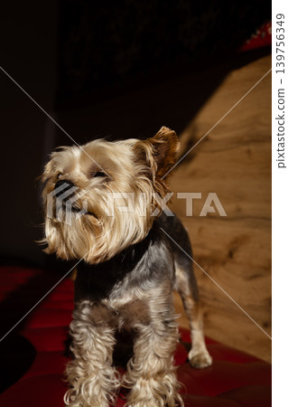Cute Yorkshire Terrier standing on a red leather sofa in a dimly lit cafe. Dramatic golden sunlight hitting the dog's face Dog-friendly cafe. Cute Yorkshire Terrier standing on a red leather sofa in a dimly lit cafe. Dramatic golden sunlight hitting the dog's face Dog-friendly cafe. 139756349