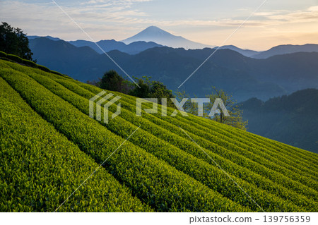 從籠罩在晨霧中的茶園眺望富士山。 從籠罩在晨霧中的茶園眺望富士山。 139756359