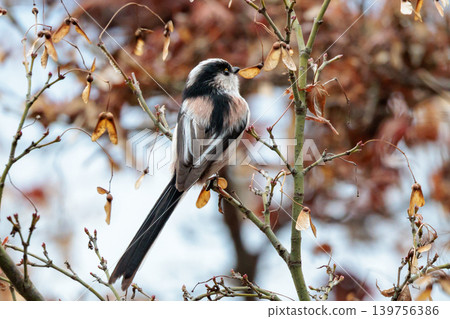 Long-tailed long-tailed small white bird popular for its cute gestures Long-tailed long-tailed small white bird popular for its cute gestures 139756386