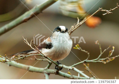 Long-tailed long-tailed small white bird popular for its cute gestures Long-tailed long-tailed small white bird popular for its cute gestures 139756387