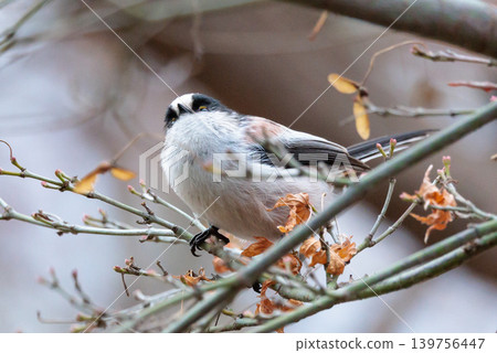 Long-tailed long-tailed small white bird popular for its cute gestures Long-tailed long-tailed small white bird popular for its cute gestures 139756447