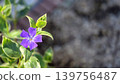 花園的守護者，長春花。 139756487
