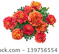 A cutout of brightly colored marigolds 139756554