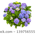 A cutout of a beautifully blooming hydrangea (with a transparent background). 139756555