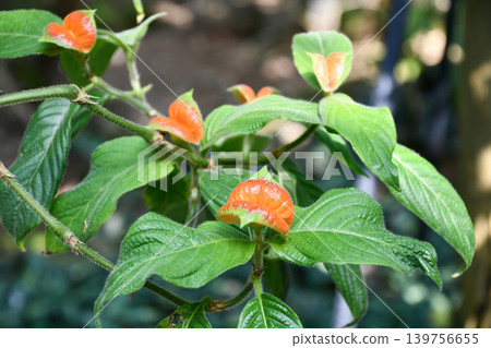 毛葉紫菀(Palikourea tomentosa)熱唇 毛葉紫菀(Palikourea tomentosa)熱唇 139756655