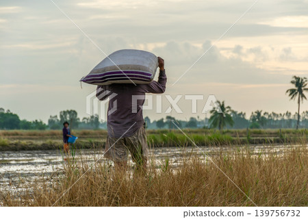 Farmer carrying heavy sack across rice field reflecting traditional agriculture rural labor farming livelihood 139756732