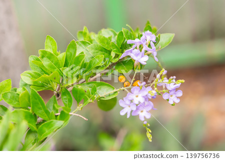 Purple duranta flowers blooming among green leaves soft natural background highlighting tropical garden beauty fresh growth Purple duranta flowers blooming among green leaves soft natural background highlighting tropical garden beauty fresh growth 139756736