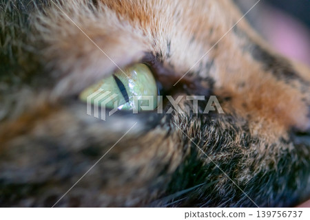 Extreme macro closeup of cat eye detailed fur texture reflecting curiosity instinct feline beauty Extreme macro closeup of cat eye detailed fur texture reflecting curiosity instinct feline beauty 139756737