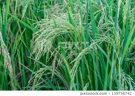 Closeup of green rice plants developing grains highlighting agricultural growth seasonal farming food production Closeup of green rice plants developing grains highlighting agricultural growth seasonal farming food production 139756742