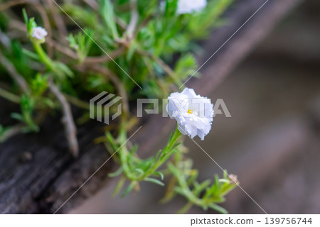 Delicate white moss rose flower blooming soft green foliage highlighting natural beauty ornamental gardening fresh growth 139756744