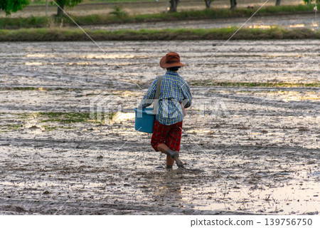 Farmer walking through muddy rice field while sowing rice representing traditional agriculture rural lifestyle farming work 139756750