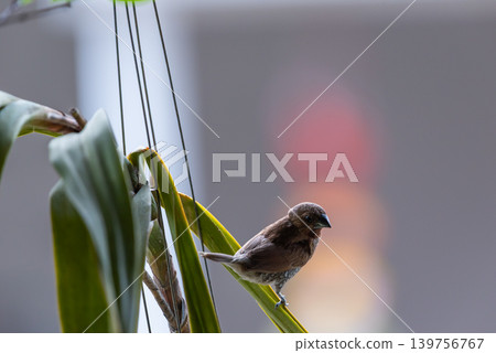 Scaly breasted munia resting on green leaf soft blurred background featuring small tropical bird in urban nature habitat 139756767