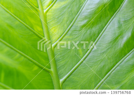 Closeup of vibrant green tropical leaf texture visible veins natural pattern suitable for botanical nature backgrounds 139756768