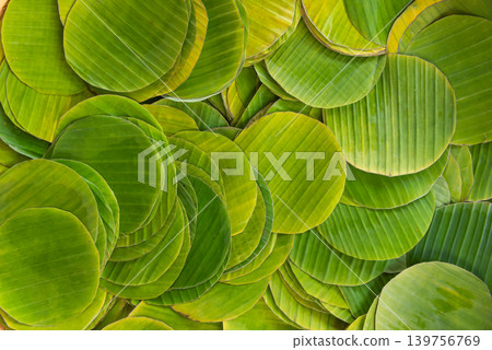 Prepared cut banana leaves stacked for wrapping traditional Thai desserts food packaging natural eco friendly material Prepared cut banana leaves stacked for wrapping traditional Thai desserts food packaging natural eco friendly material 139756769